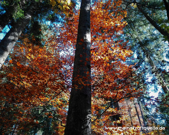Herbstwald, Kraftquelle
