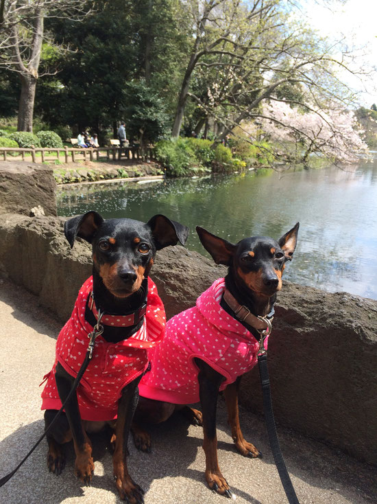 2014.4.6 井の頭公園