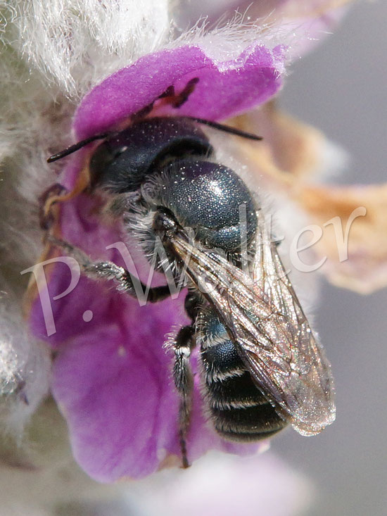 25.06.2015 : eine Wildbiene (Art ?) am Woll-Ziest