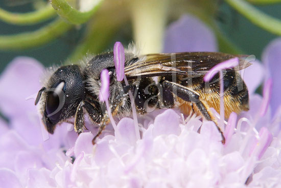 27.08.2016 : ein Bauchsammler (wahrscheinlich Osmia) an der Skabiose