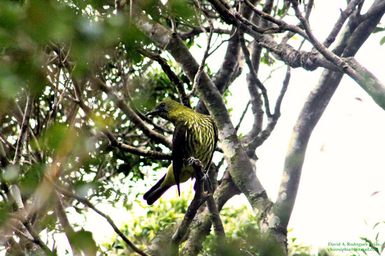 Three-wattled Bellbird, juvenile male.