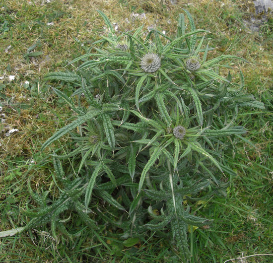 Eine noch nicht ganz erblühte Distel, die auch schottische Nationalpflanze ist
