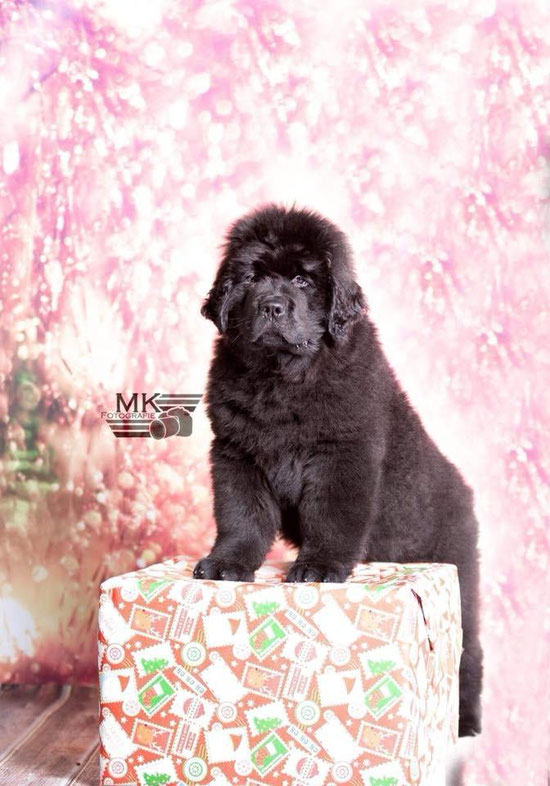 Chicco the chosen one von Queen´s Bären - Photo by MK Fotografie