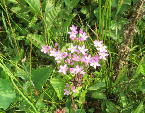 Echt duizenguldenkruid, Centarium erythraea