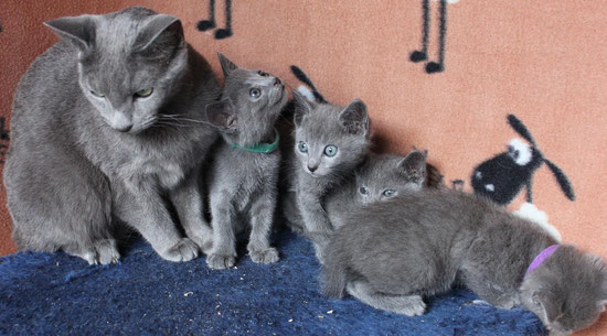 Indira with kittens