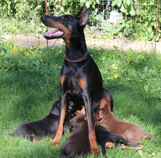 NiKol with puppies