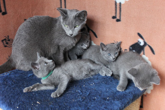 Indira with kittens