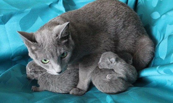 Indira with kittens