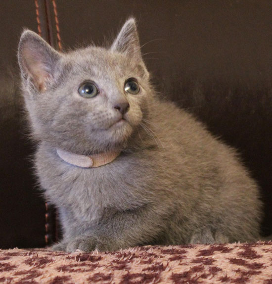 *** B * O * O * K * E * D***Male Boris *** B * O * O * K * E * D***