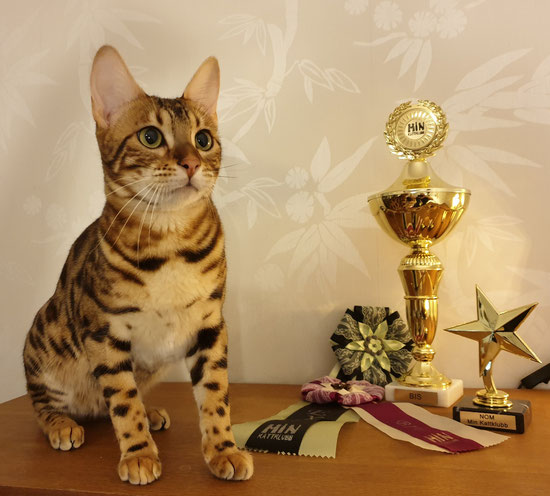 Min kattklubbs internationella utställning 24/11-19 blev Melissa Ex1, BIV, NOM, BIS junior och publikens favorit. 💗💗