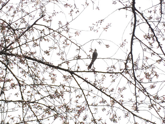 鳥達もお花見をしているようでした♪元気に飛び回っています。