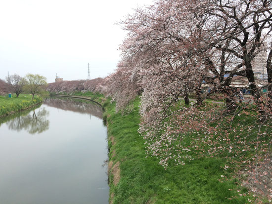 明らかに桜らしくなってきました。週末が楽しみですね♪