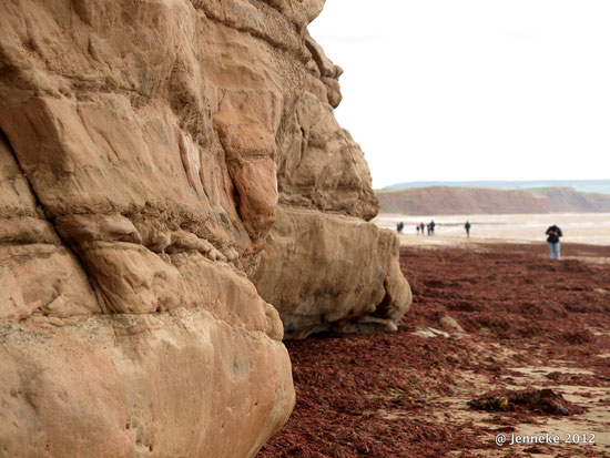 Juresic coast op zoek naar fossielen