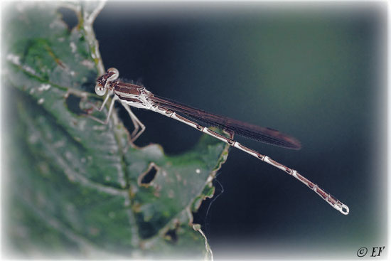 Eine Gemeine Winterlibelle