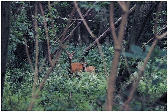 Die Ricke & ihr Kitz mitten im Wald