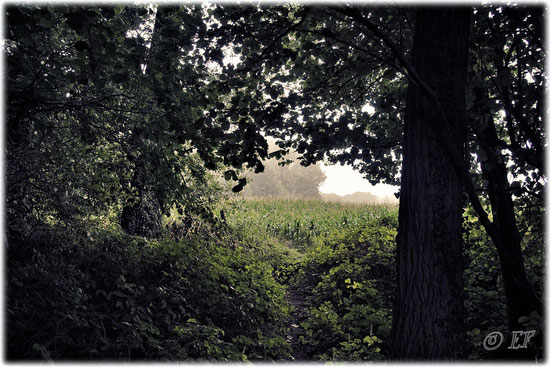 Ein Waldpfad