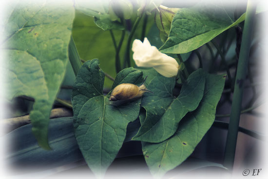 Eine Bernsteinschnecke