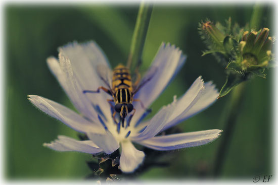 Die Wegwarte & die Schwebfliege