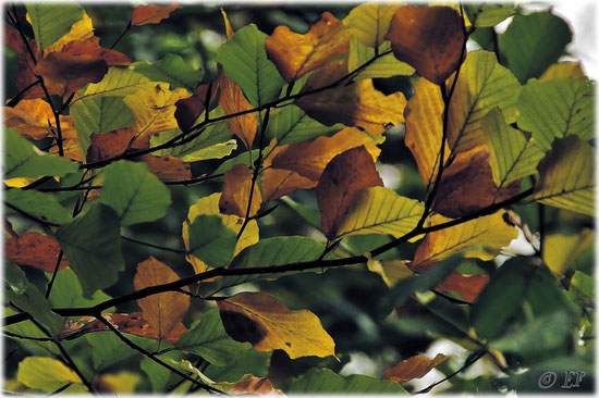 Das Herbstgewand der Buchenblätter