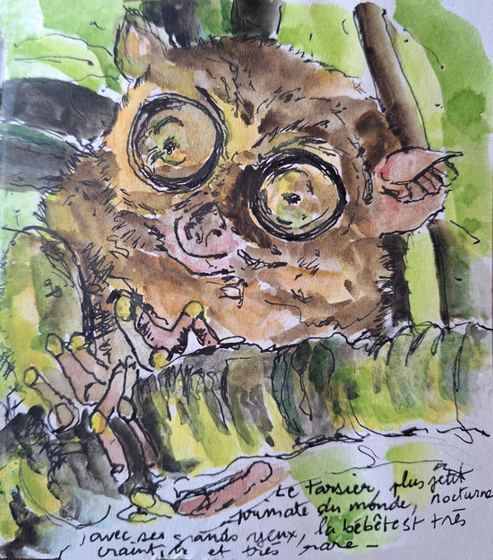 Bohol, Tarsier : aquarelle d'Alex Leroux