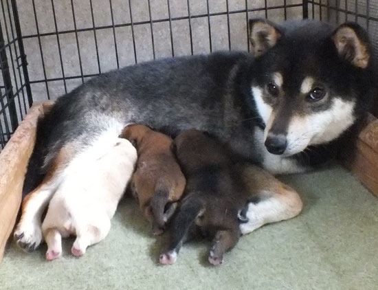 黒柴きくとその子犬たちの画像