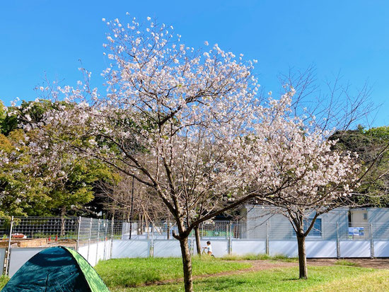 十月桜-飛鳥山公園
