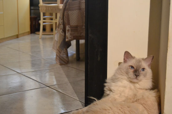 Il nostro Chicarito, lilac mitted