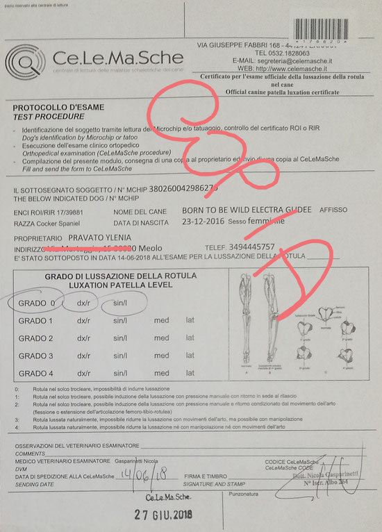 Rotule /Patella 