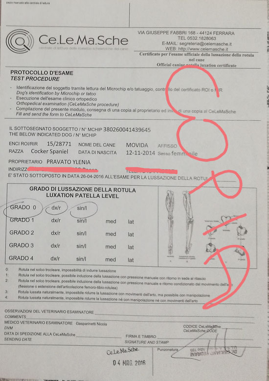 Rotule / Patella