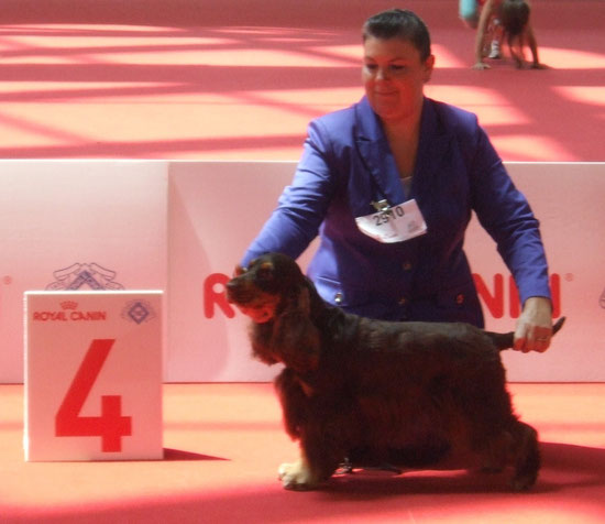 Mondiale di Expò Milano World Dog Show, Giuggiola Dellyllè 4°Eccellente