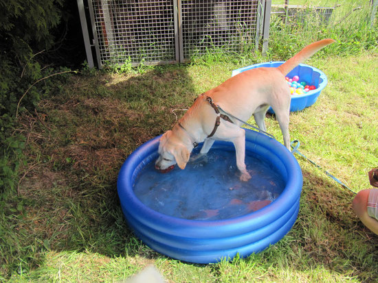 Justus Jonas apportiert schwimmende Dosen. Retrieverehrensache. 