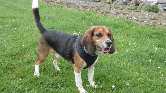 Dexter,  Beagle 
