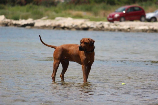 Aki, Rhodesian Ridgeback