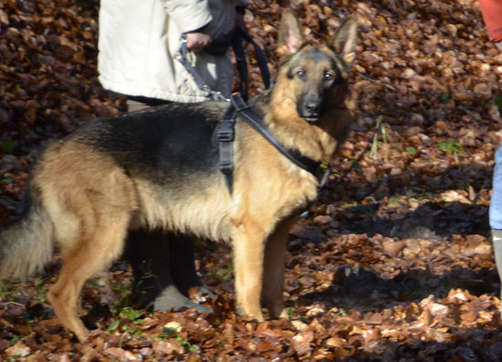 Zaro, Schäferhund