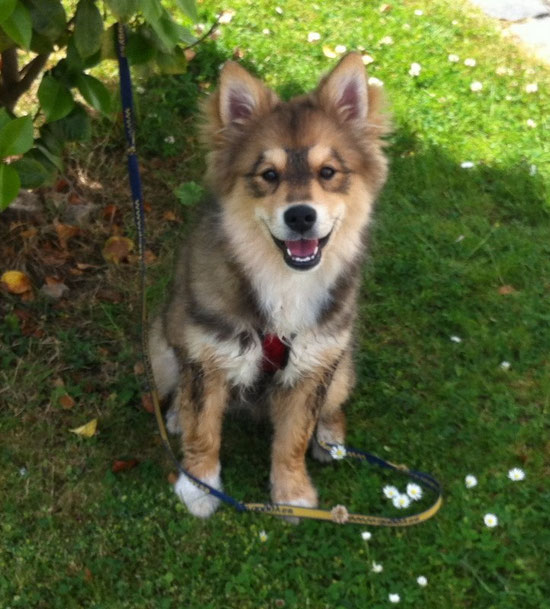 Emma, finnischer Lapphund