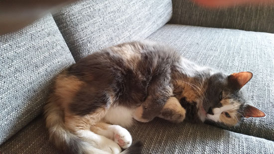 Unsere Sally.Leider am 27.4.2015 mit 17 Jahren zu Rocky in den Katzenhimmel gegangen.