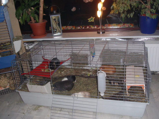 Hier sind 6-8 Meeris drin,sie kommen aber jeden Tag in den Freilauf.Aber hier im Wohnzimmer sind sie voll in unseren Alltag intigriert.