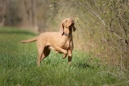 Freya von Mare Germanicum