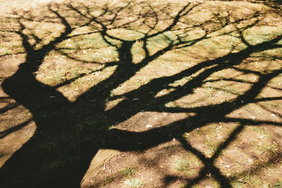 KiKa  PHOTOGRAPHY  Chika Isago  横浜　写真　フォトグラファー　photographer Japanese Japan  木　日本