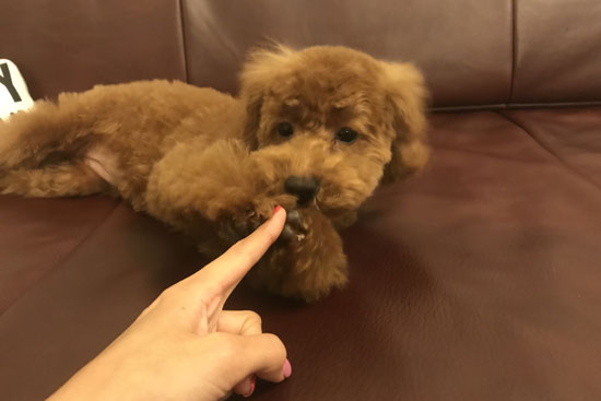 dogsalonsealy シーリー 表参道 南青山 外苑前 神宮前 トリミングサロン ドッグサロン トイプードル 射手今日子
