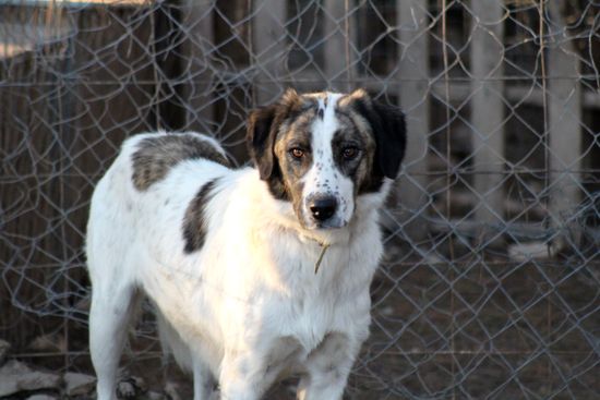 Häufig haben die Hunde eine Zeitlang in einem Tierheim gelebt.