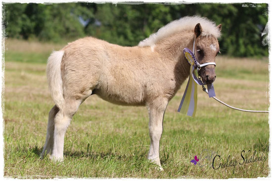 Reservesieger Shetlandpony Hengstfohlen 25.06.16