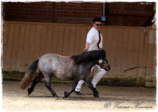 Reservesiegerin - Shelly 7,85