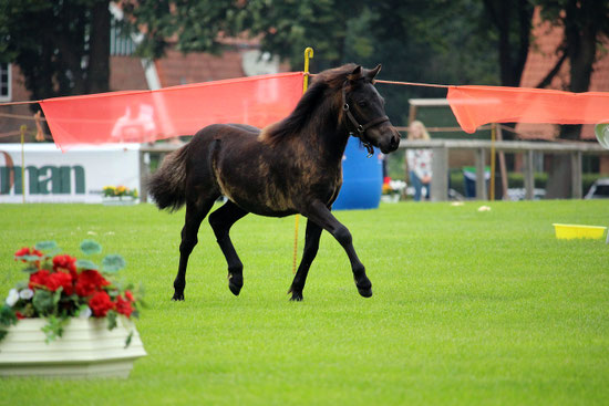August 2016, Siegerhengstfohlen Shetlandpony SH - Foto Kahli Graphie