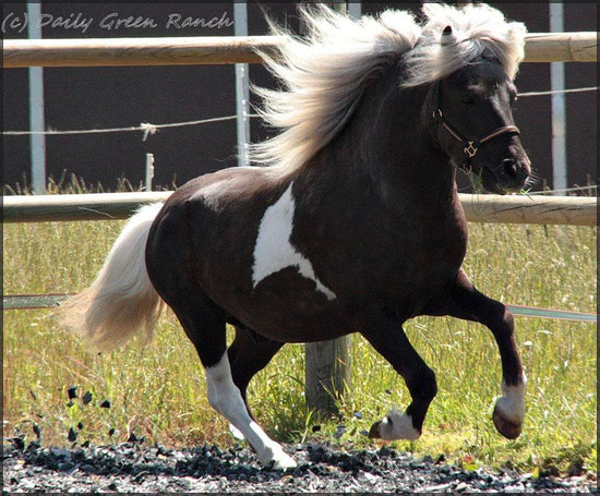 Silbersee Luis, Foto: Daily Green Ranch