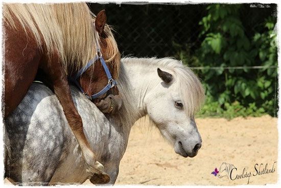 Bonito & Sunni