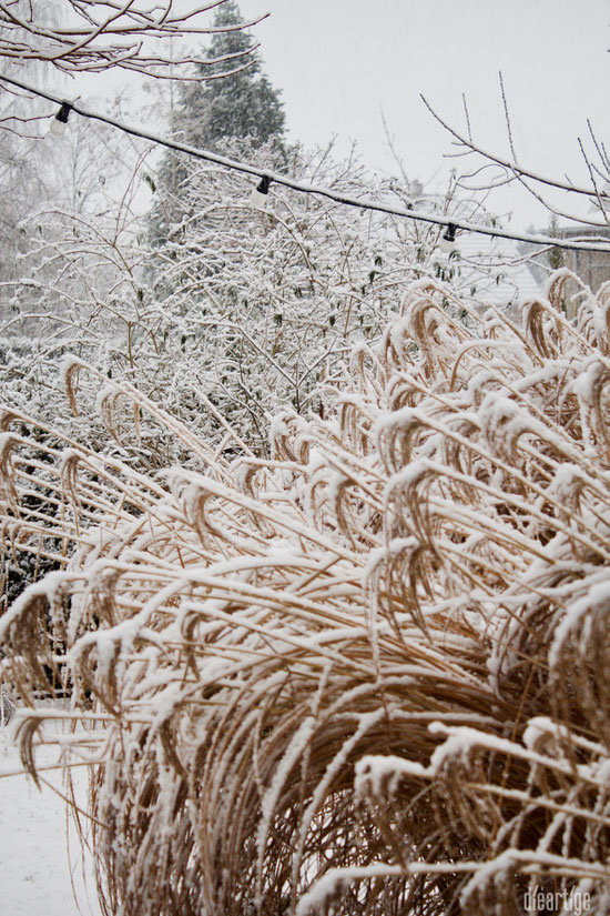 dieartigeBLOG - Schnee im Wintergarten, Chinaschilf, Sommerflieder + Lichterkette