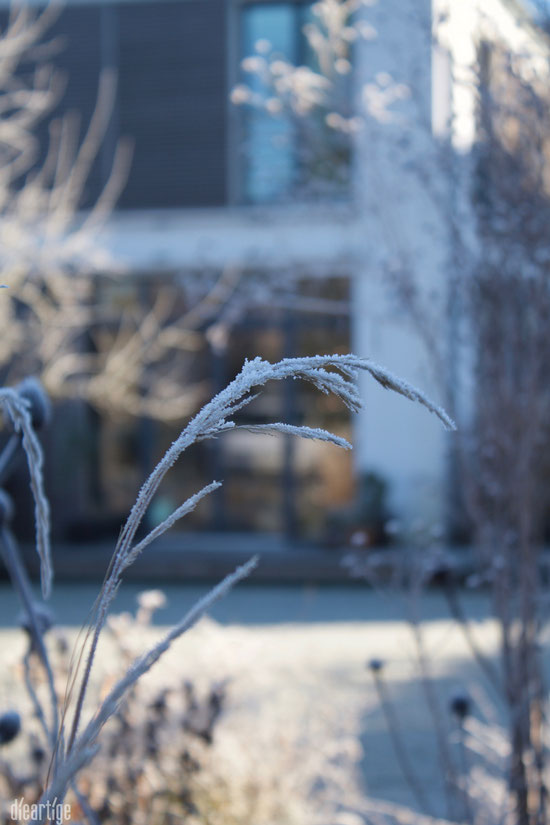 dieartigeBLOG - Wintergarten, Rauhreif + Eiskristalle, Gras