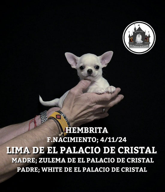 HEMBRITA DE CHIHUAHUA, YA ESTA CON SU NUEVO PAPI