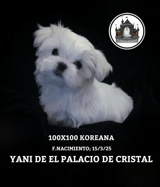 HEMBRITA 100% KOREANA,YA ESTA CON SU NUEVA FAMILIA 
